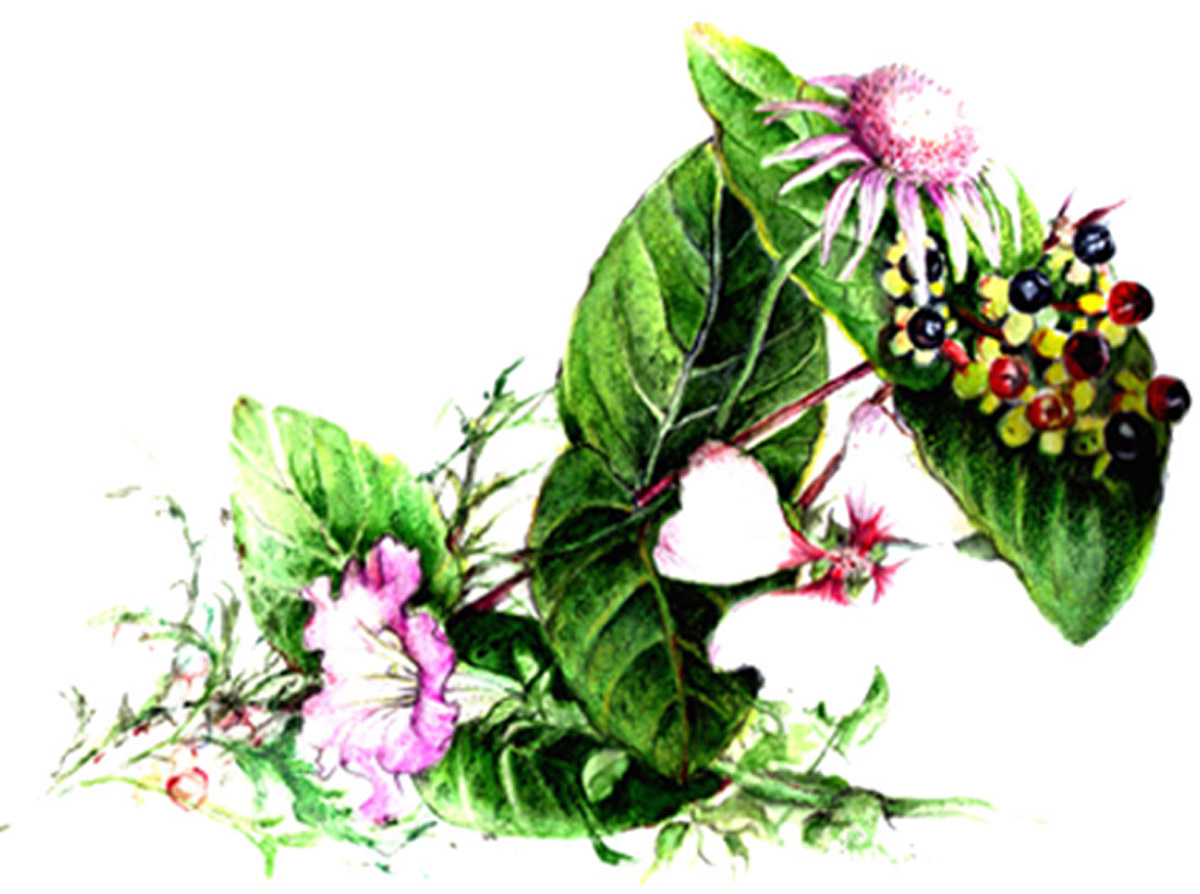 Drei Generationen in Blumenform | Trois générations en forme de fleurs 22 x 14,5 cm Aquarell